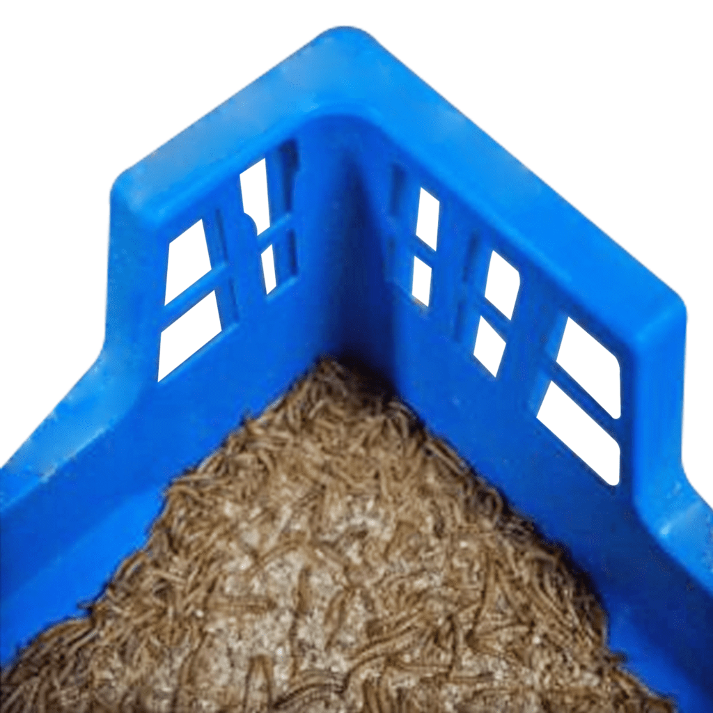 Mealworm breeding trays, Insect Rearing Trays for sale
